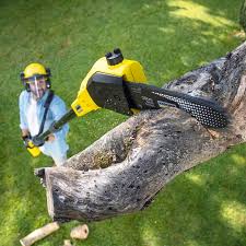 Best Tree Maintenance Programs  in Aust, IN